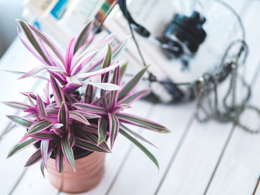 Warum Zimmerpflanzen wichtig sind