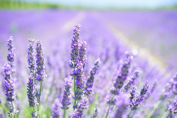 Lavendel als bienenfreundliche Gartenpflanze