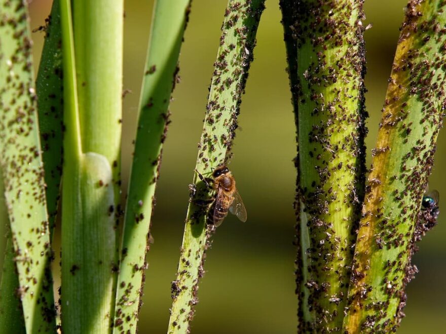 Blattläuse auf Zimmerpflanzen erkennen