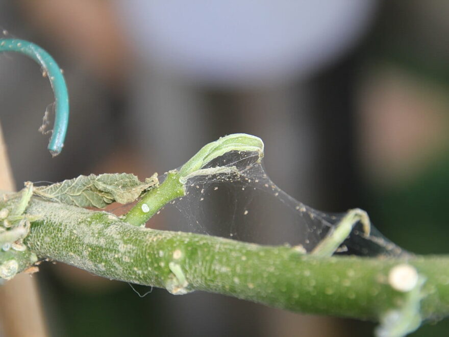 Spinnmilben bekämpfen