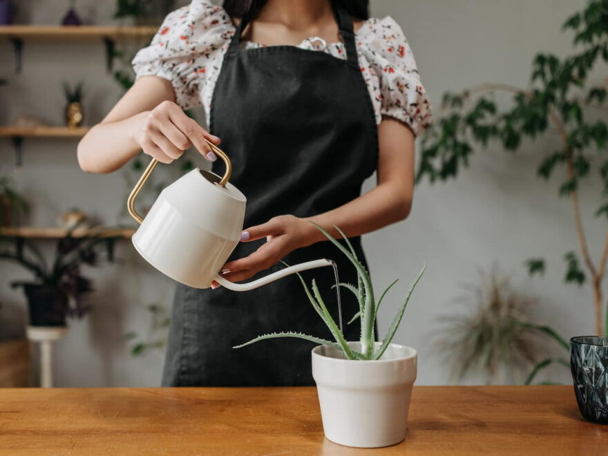 Zimmerpflanzen gießen