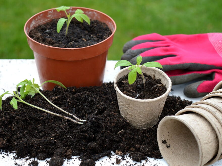Zimmerpflanzen umtopfen