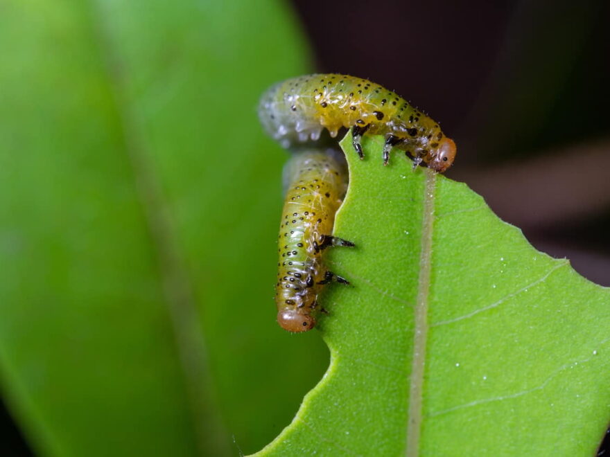 Raupen auf Zimmerpflanzen