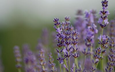 Anspruchslose Pflanzen wie Lavendel im Garten