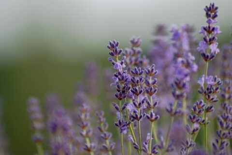 Anspruchslose Pflanzen wie Lavendel im Garten