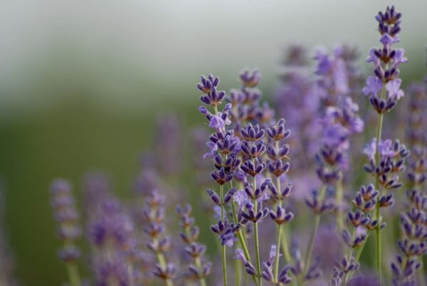 Anspruchslose Pflanzen wie Lavendel im Garten