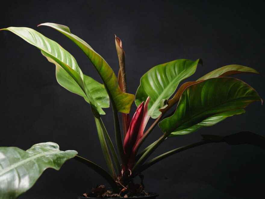 Zimmerpflanzen in dunklen Ecken