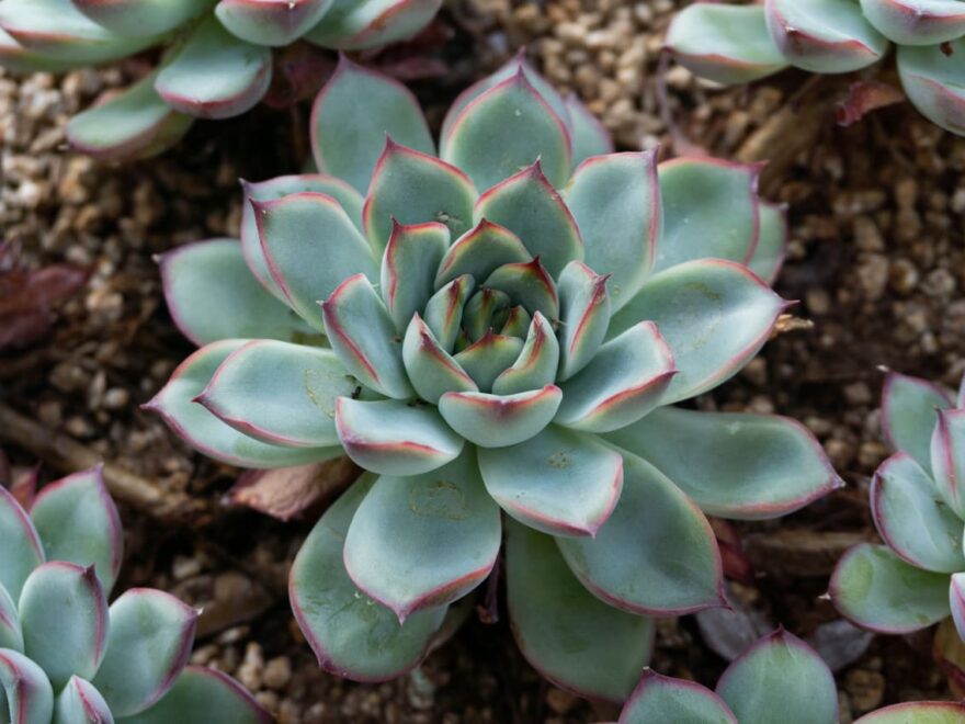 Erde für Sukkulenten