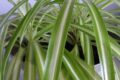 Grünlilie als Zimmerpflanze