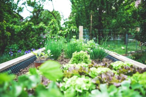 Kräutergarten anlegen am richtigen Standort