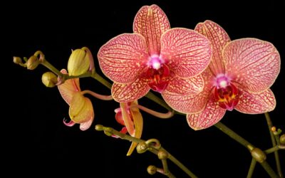 Orchideenpflege leicht gemacht
