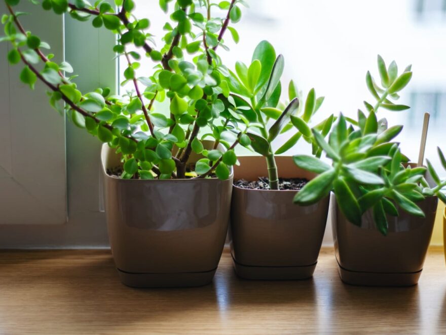 Vorbeugung von Pflanzenkrankheiten