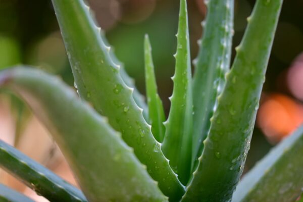 einige Aloe-Arten sind giftige Sukkulenten