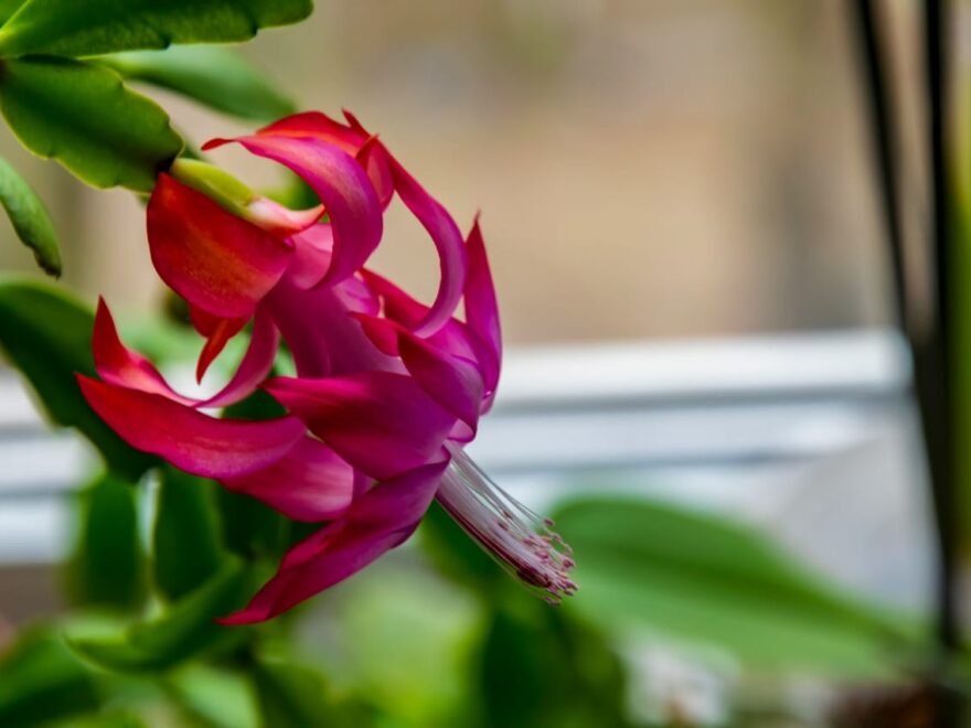 Kakteen ohne Stacheln Weihnachtskaktus