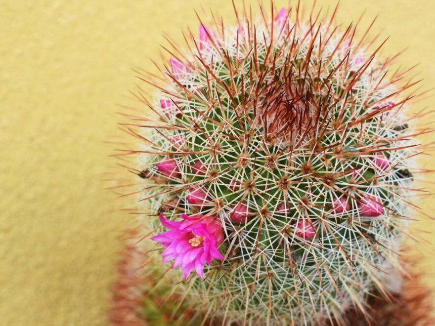 Kakteendünger für prächtige, blühende Kakteen