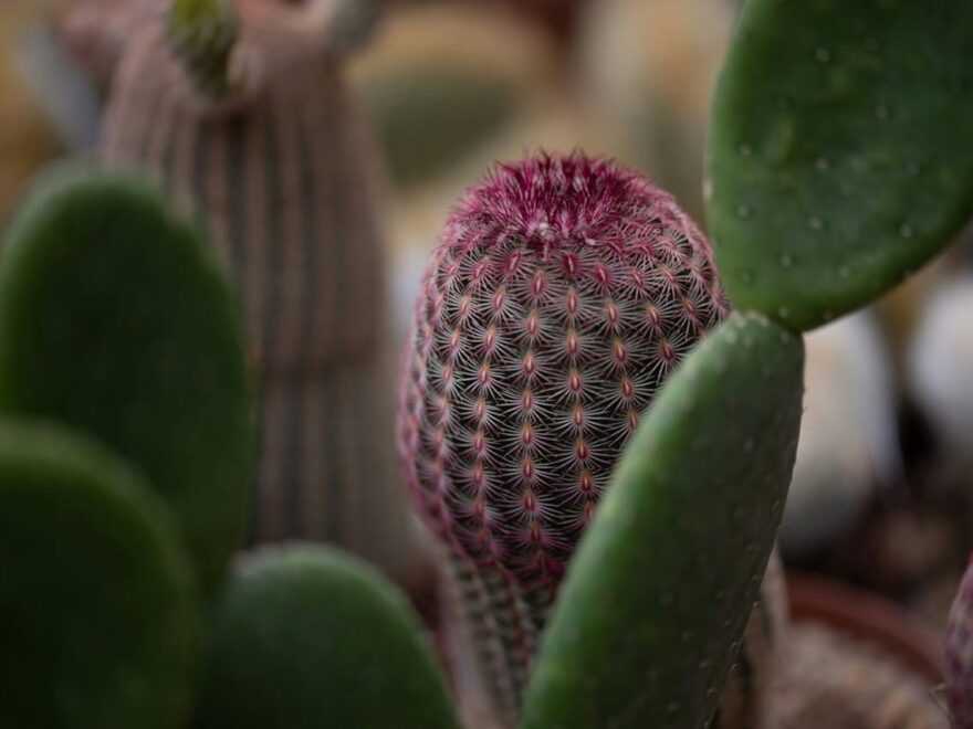 Kakteenerde: Die Grundlage für gesunde Kakteen