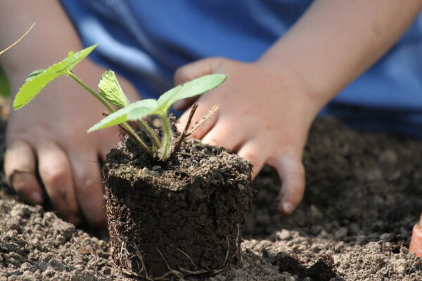 Anpflanzung und Pflege: Tipps für gesunde Pflanzen