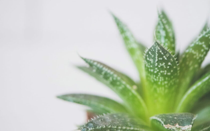 Giftige Zimmerpflanzen Aloe Vera