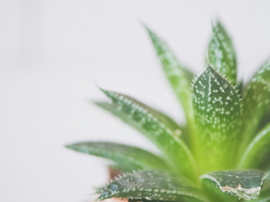 Giftige Zimmerpflanzen Aloe Vera