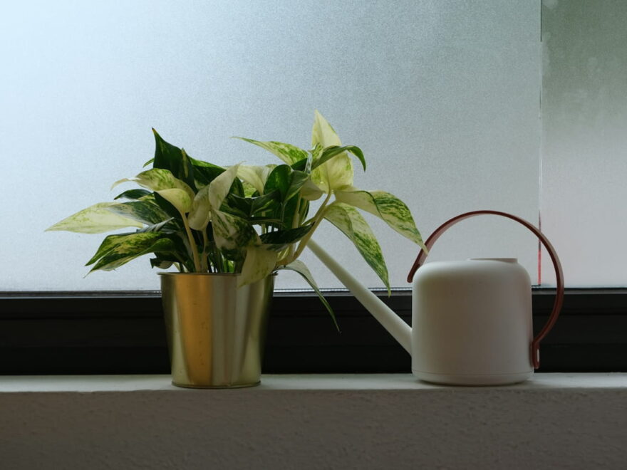 Pflanzenpflege im Winter: Tipps für Zimmerpflanzen