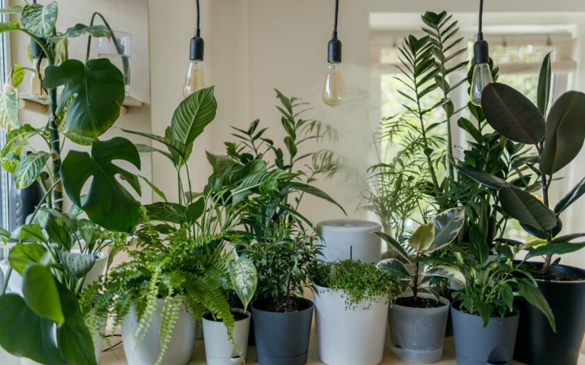 Tropische Zimmerpflanzen: Ein Hauch von Exotik