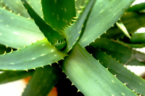 Sukkulenten für Allergiker Aloe Vera