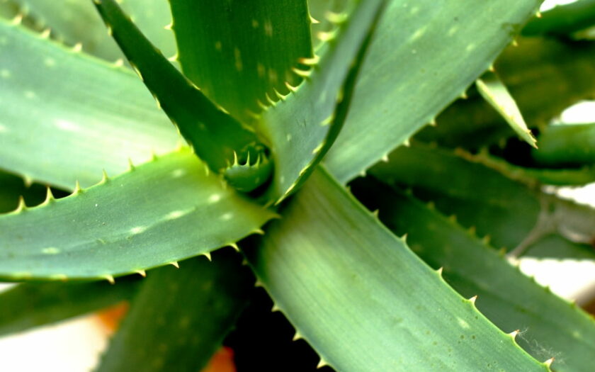 Sukkulenten für Allergiker Aloe Vera