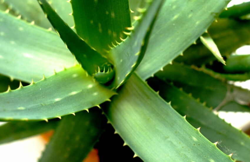 Sukkulenten für Allergiker Aloe Vera