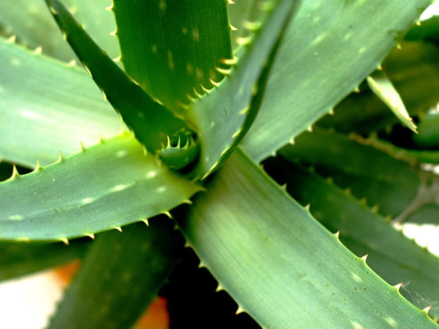 Sukkulenten für Allergiker Aloe Vera