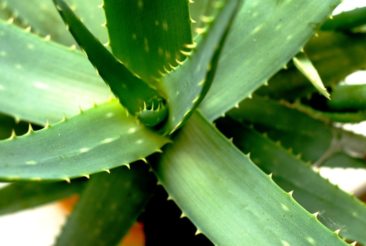 aloe vera gel für körper Jeju Aloe Fresh Soothing Gel 300ml