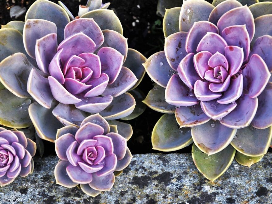 Sukkulentenpflege im Sommer