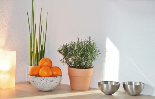 Pflanzen für deine Küche