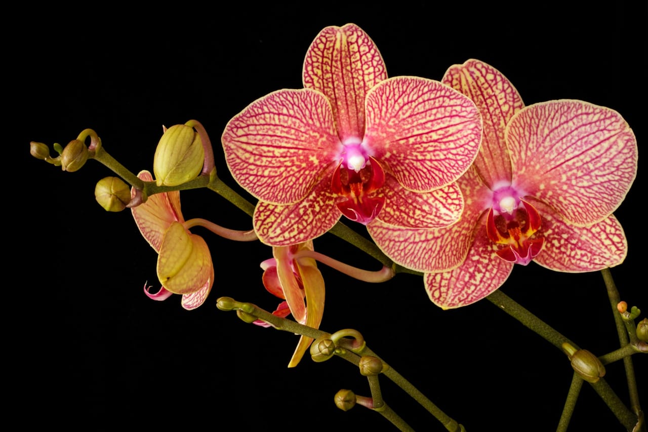 Schädlinge an Orchideen