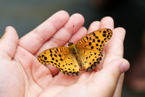 Schmetterling in der Hand