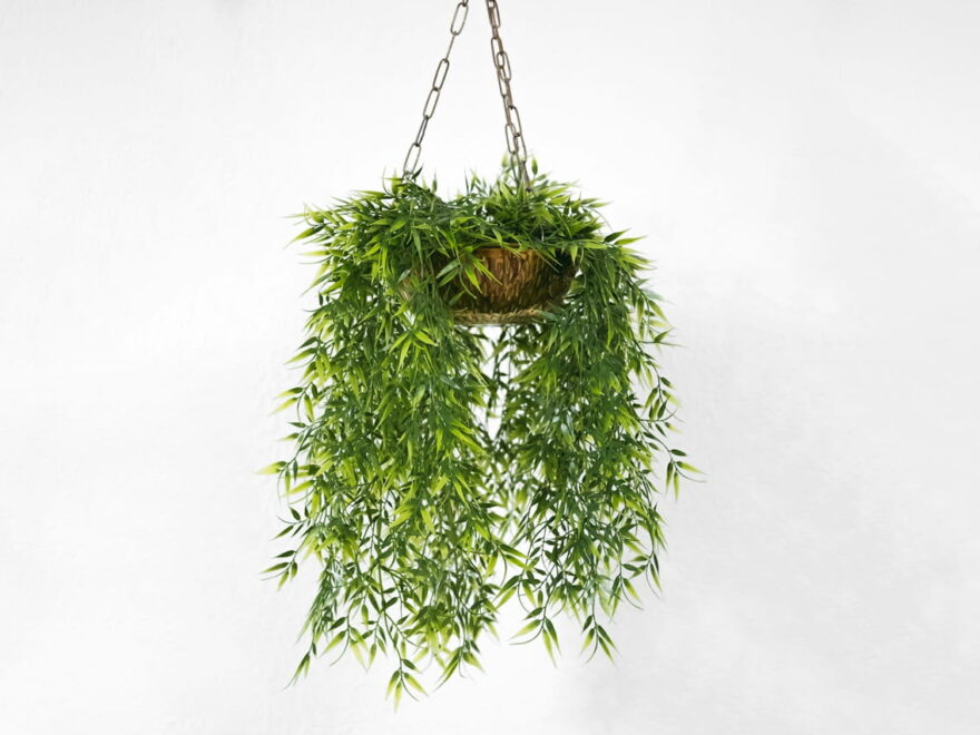 Hängende Zimmerpflanzen