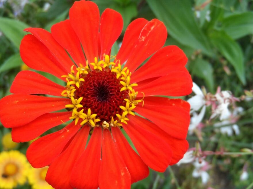 Pflegekalender Sommer