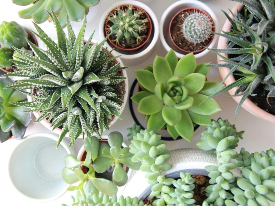 Zimmerpflanzen für kleine Räume