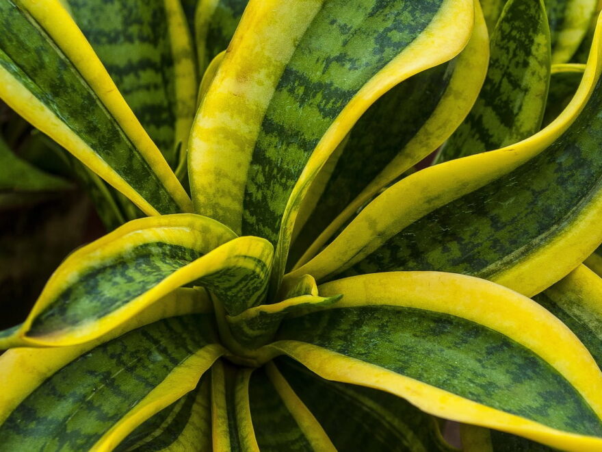 Sukkulenten im Schlafzimmer z.B. Bogenhanf