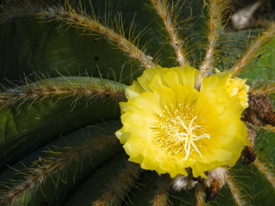 Kakteenblüten gelb Nahaufnahme
