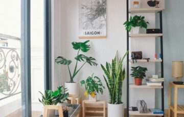 Grünpflanzen gegen Stress: Heller Wohnbereich mit Monstera, Bogenhanf und weiteren Zimmerpflanzen, die für Entspannung und Wohlbefinden sorgen.