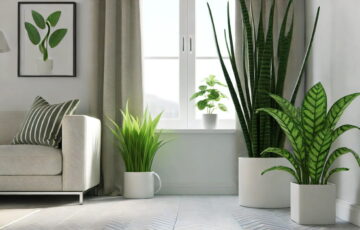 Modernes Wohnzimmer mit allergikerfreundlichen Zimmerpflanzen wie Bogenhanf und Einblatt, natürliche Beleuchtung, sauber und pollenfrei.