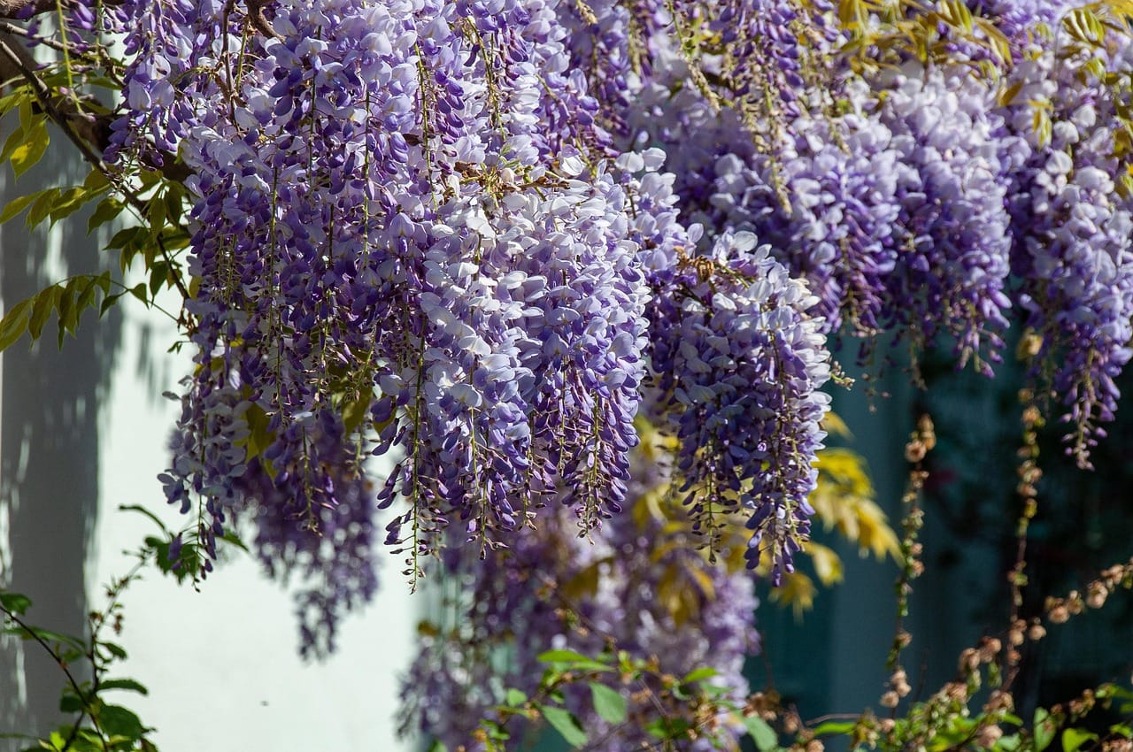 33+ Blauregen Im Garten, Blauregen benötigt eine geeignete rankhilfe.