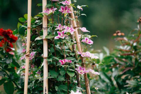 Clematis mit rosa Blüten an Rankhilfe im Garten