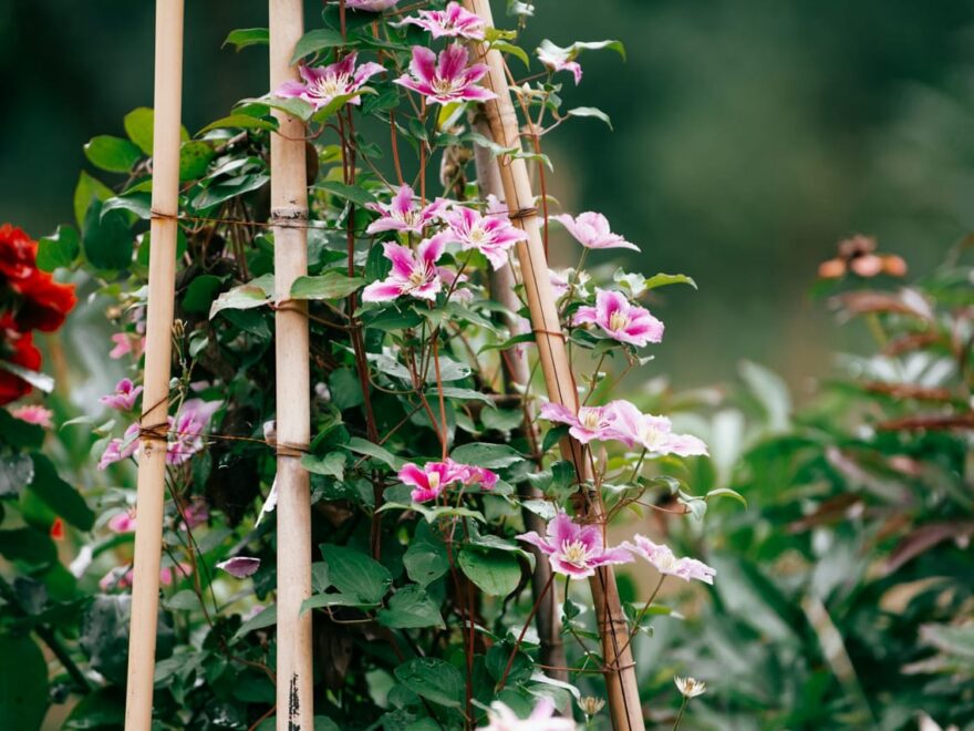 Clematis mit rosa Blüten an Rankhilfe im Garten