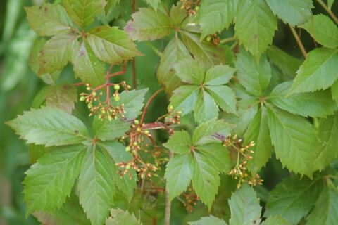 Wilder Wein mit typischen grünen Blättern und jungen Trieben im Sommer