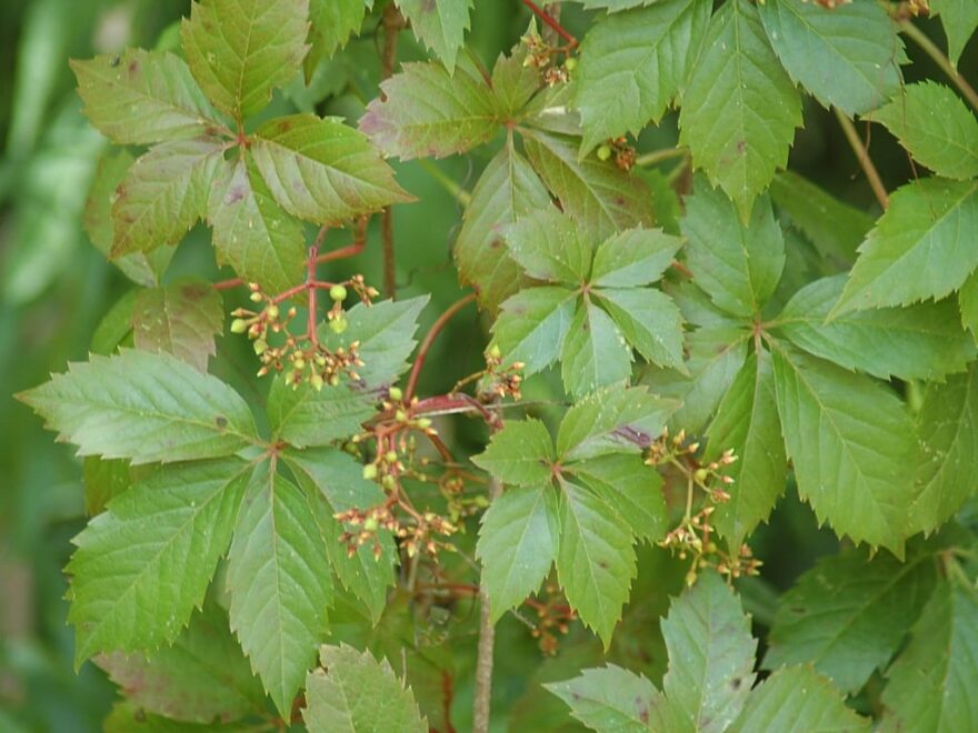 Wilder Wein mit typischen grünen Blättern und jungen Trieben im Sommer