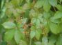 Wilder Wein mit typischen grünen Blättern und jungen Trieben im Sommer