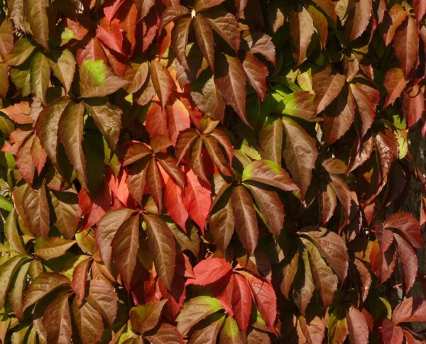 Wilder Wein – typische Blätter im Vergleich zu Efeu Wilder Wein mit rot gefärbten Blättern im Herbst, deutlich unterscheidbar vom Efeu