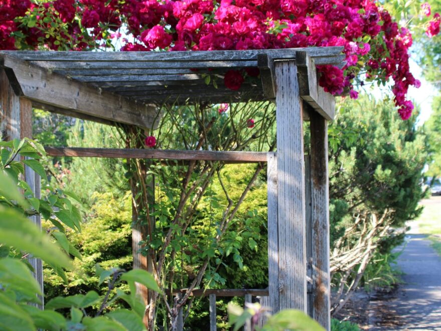Kletterrosen an einer sonnigen Pergola im Garten mit gesundem Wuchs