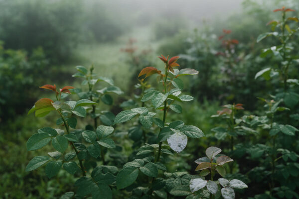 Feuchte Rosenblätter mit weißem Belag – Ursachen für Mehltau an Rosen erkennen